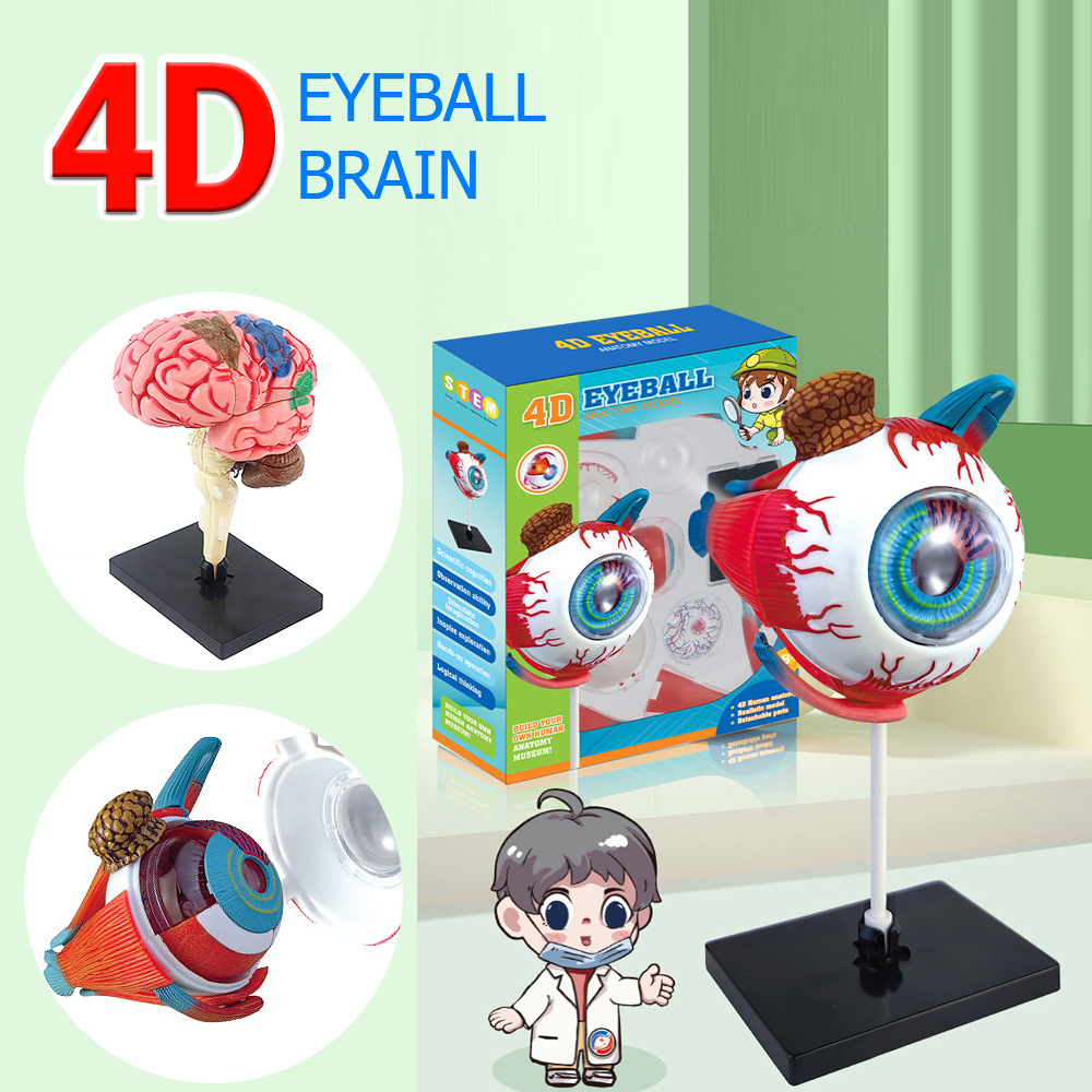 Art And Craft Science - High Quality Arts Crafts Ornaments4D Human