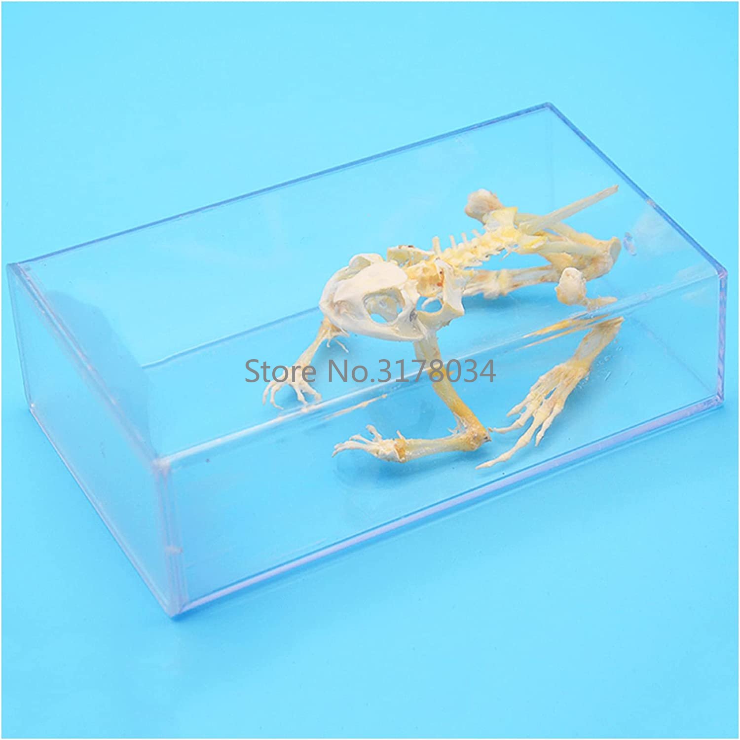 Animal Skeleton Model Frog Bon - đánh giá và giá Art And Craft Science