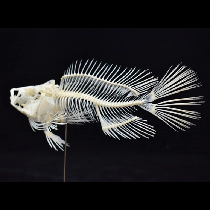 2043 Boutique Grouper Fish Ske - đánh giá và giá Art And Craft Science